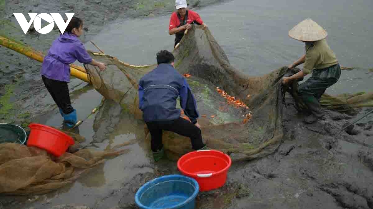 Thuy Tram carp village busy on Kitchen Gods Day